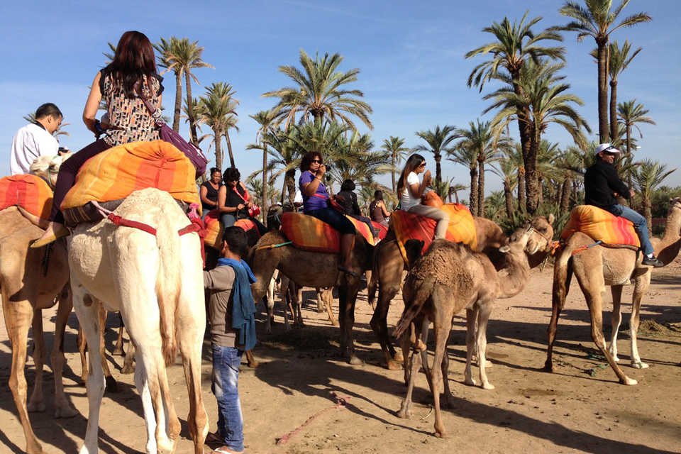 Camel and quad hiking activity in marrakech palmeraie 73