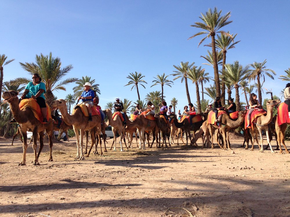 Camel and quad hiking activity in marrakech palmeraie 75