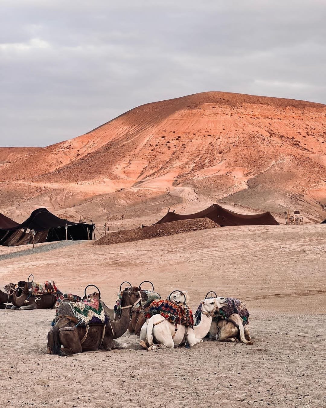 TRADITIONAL DINNER IN AGAFAY DESERT & CAMEL RIDE: 461