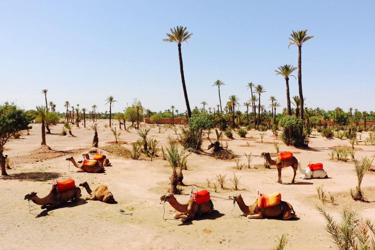 SUNSET CAMEL RIDE IN THE PALM GROVE OF MARRAKECH